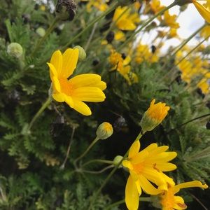 Meet your Posher, Isabella